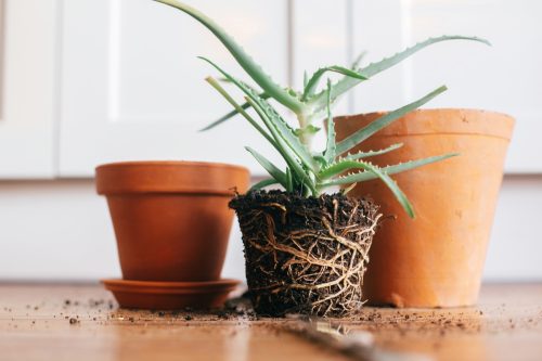 Two Pots and a Plant