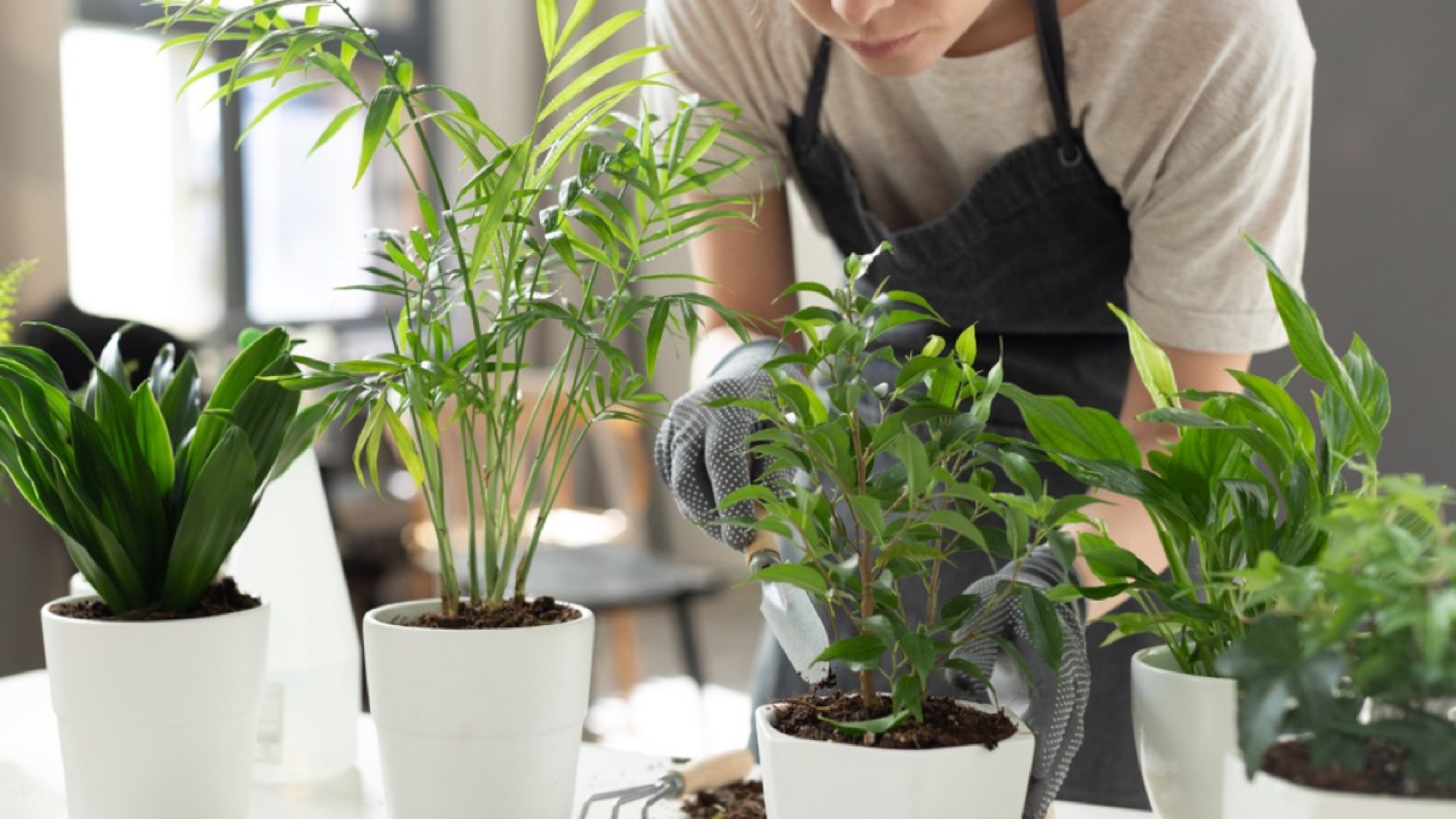 5 Easy House Plant Hacks That Gardeners Swear By — Best Life