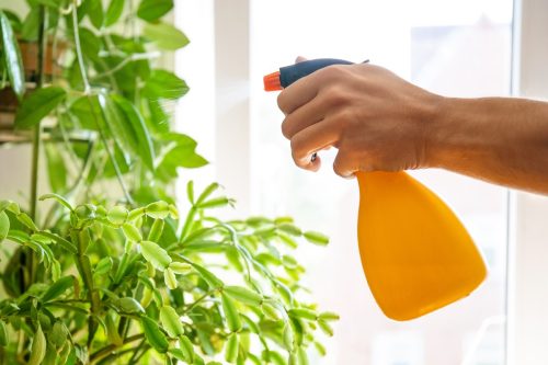 spraying plants with spray bottle