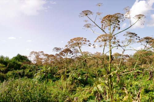 invasive giant hogweed plant in field