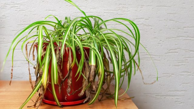 dying potted houseplant