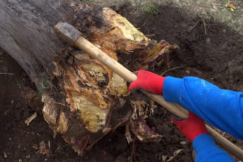 forester chopping wood with an axe