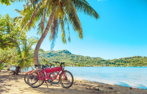 Two Bikes Next to a Palm Tree by the Ocean
