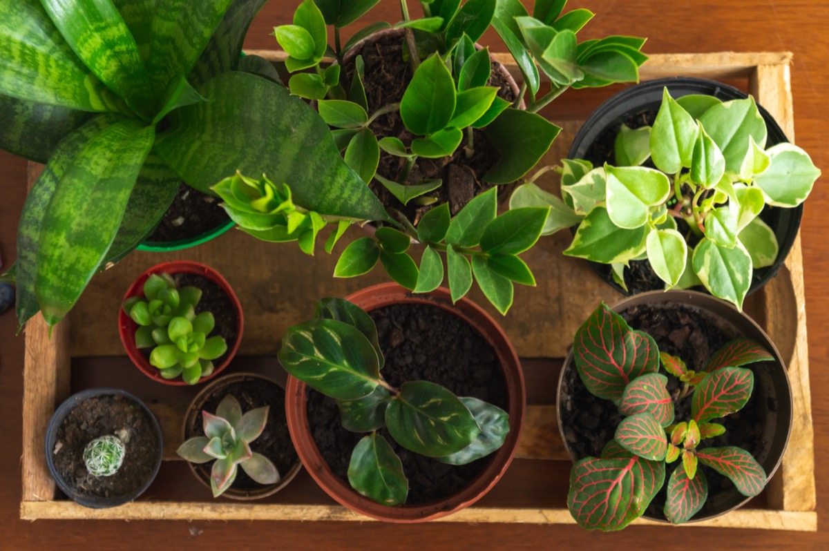 5 House Plants That Don’t Need Sunlight — Best Life