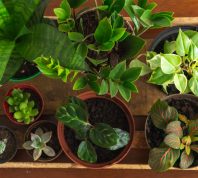 houseplants on a wooden table
