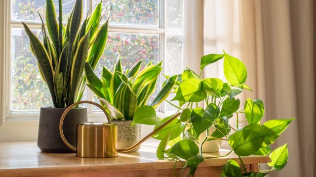 houseplants and watering can on windowsill