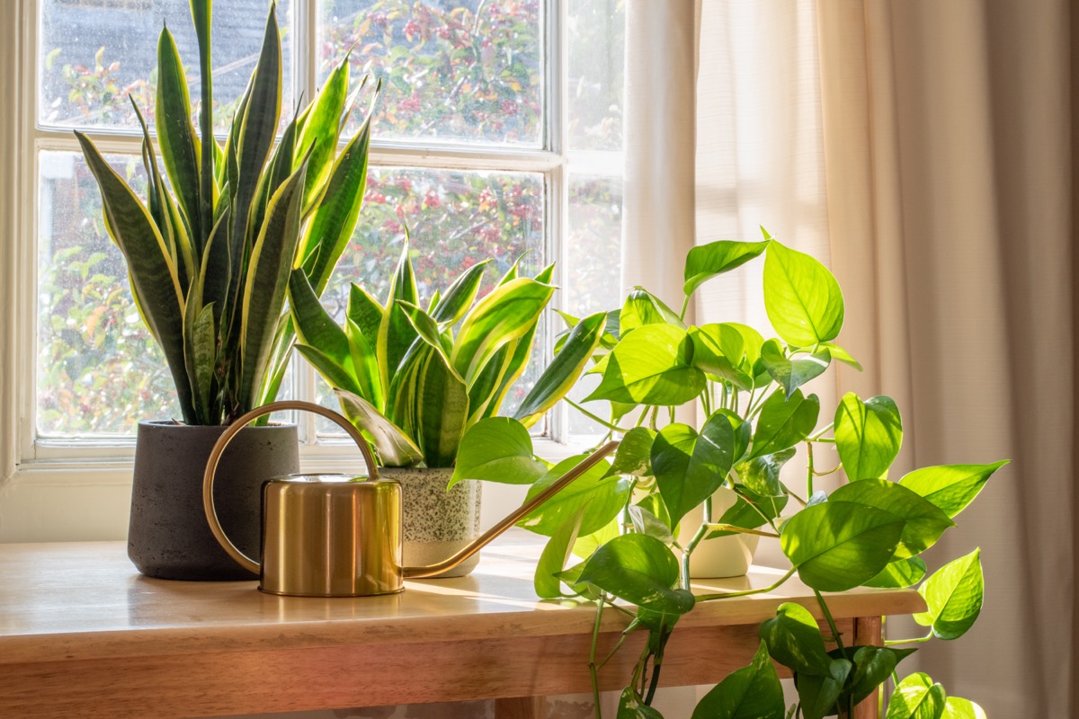 Indoor plants and watering can on the windowsill