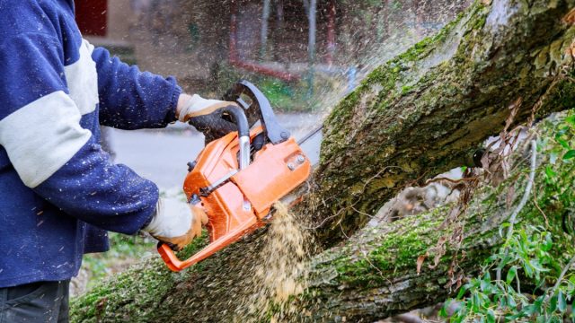 Man cutting tree with a chainsaw