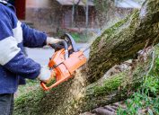 Man cutting tree with a chainsaw