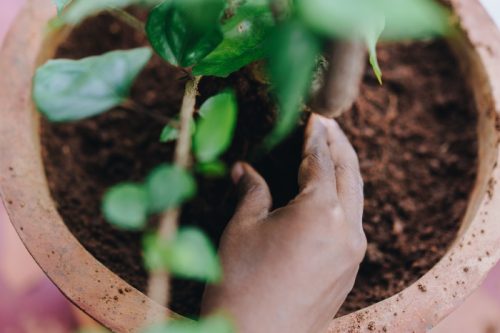 close up of fingers entering soil with potted plant