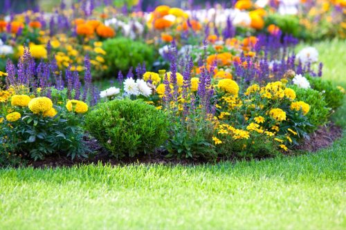 multicolored flowerbed on lawn