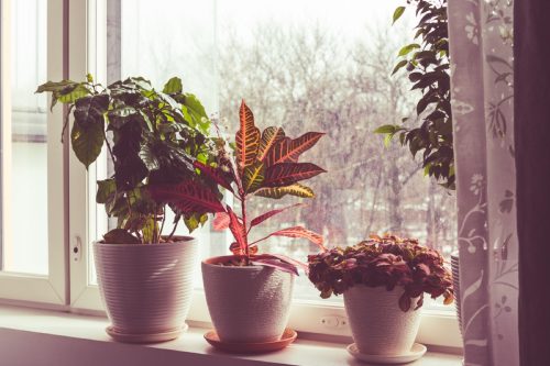 house plants on the windowsill