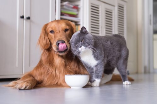Златни ретривер и британска краткодлака мачка са чинијом за храну