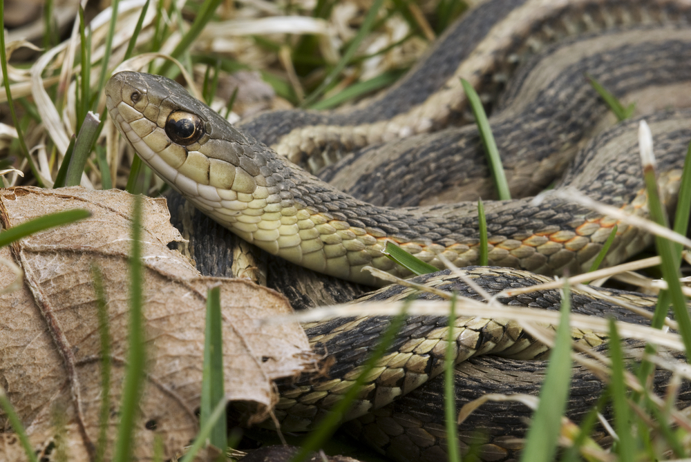 Closeup of a snake sitting in grass in someone's yard