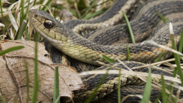 Closeup of a snake sitting in grass in someone's yard