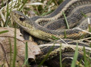 Closeup of a snake sitting in grass in someone's yard