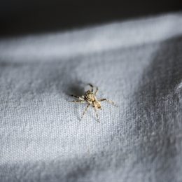 A spider sitting on a piece of fabric in a home