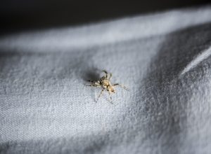 A spider sitting on a piece of fabric in a home
