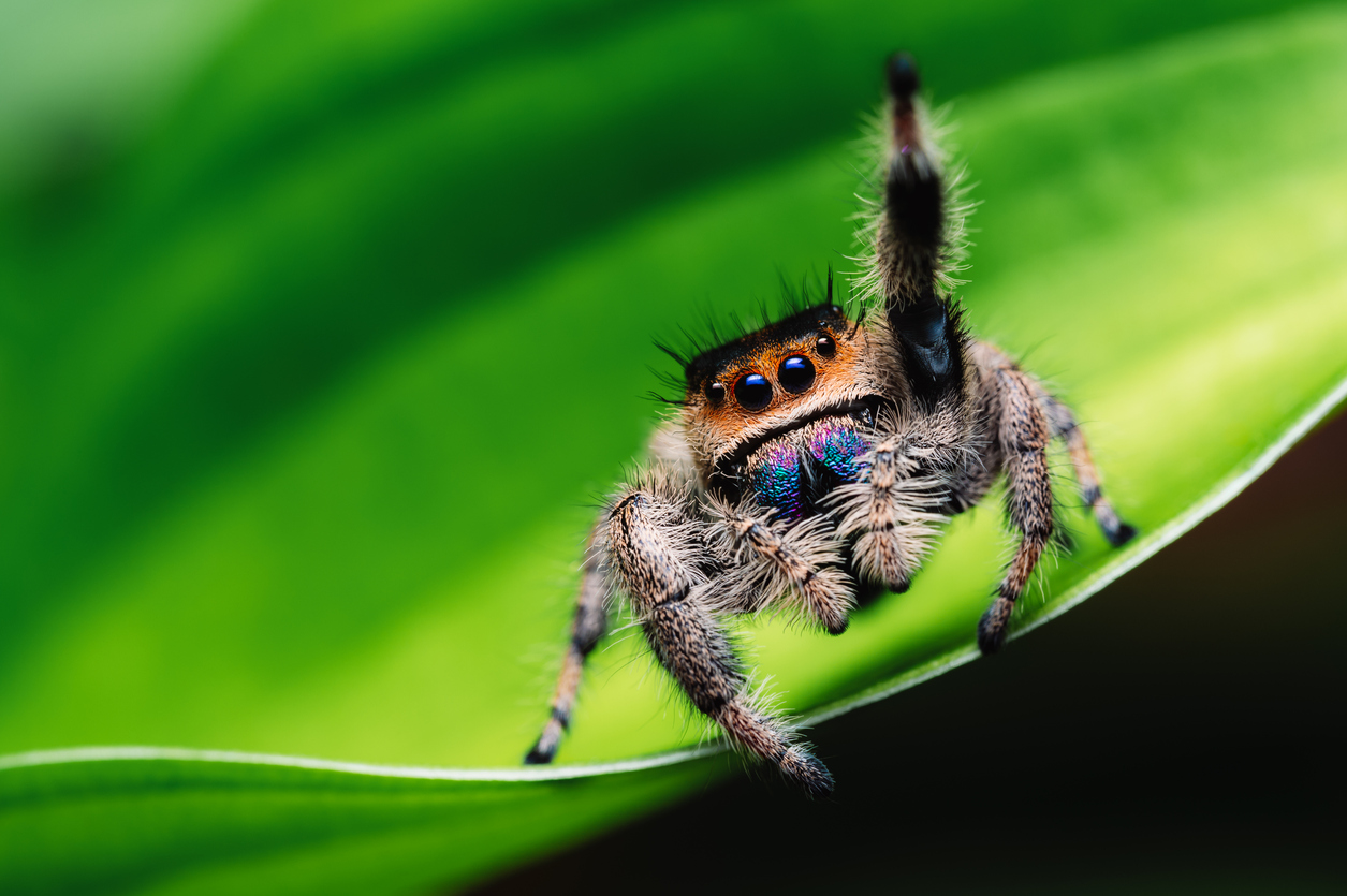 A spider sitting on the leaf of a plant
