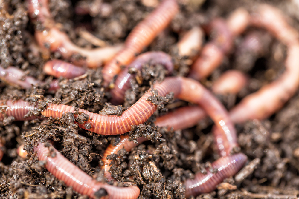 Earthworms crawling in the dirt