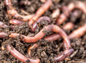Earthworms crawling in the dirt