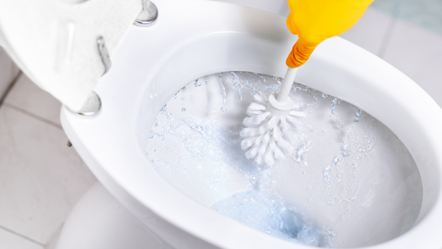 cleaning toilet bowl with toilet brush and gloves