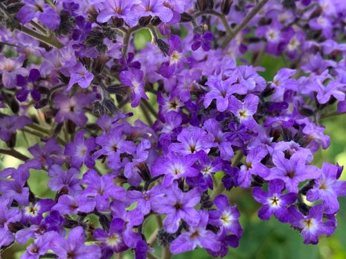purple heliotrope flowers