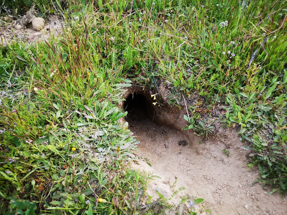 A rabbit warren or a mole or vole hole in someone's yard grass