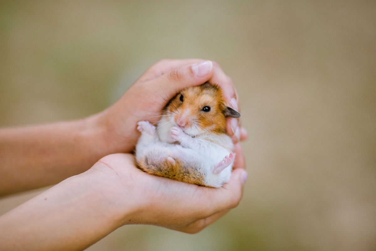 close up of child's hands holding dwarf hamster