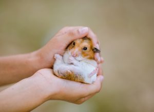 close up of child's hands holding dwarf hamster