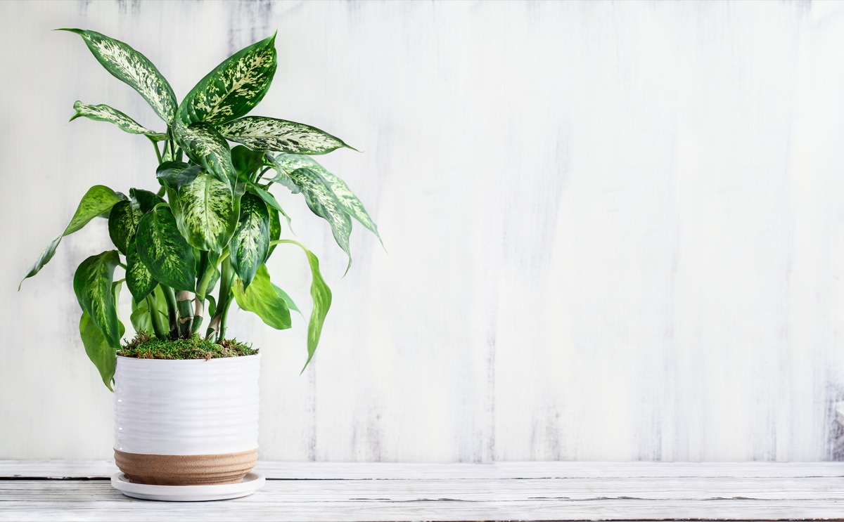 5 House Plants That Don't Need Sunlight