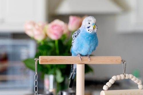 blue budgie posing on perch