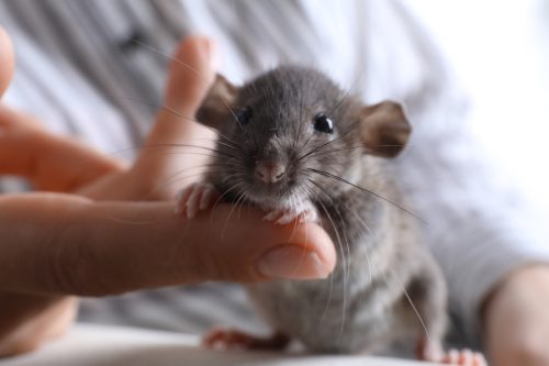 Мали сиви миш који седи на женском прсту