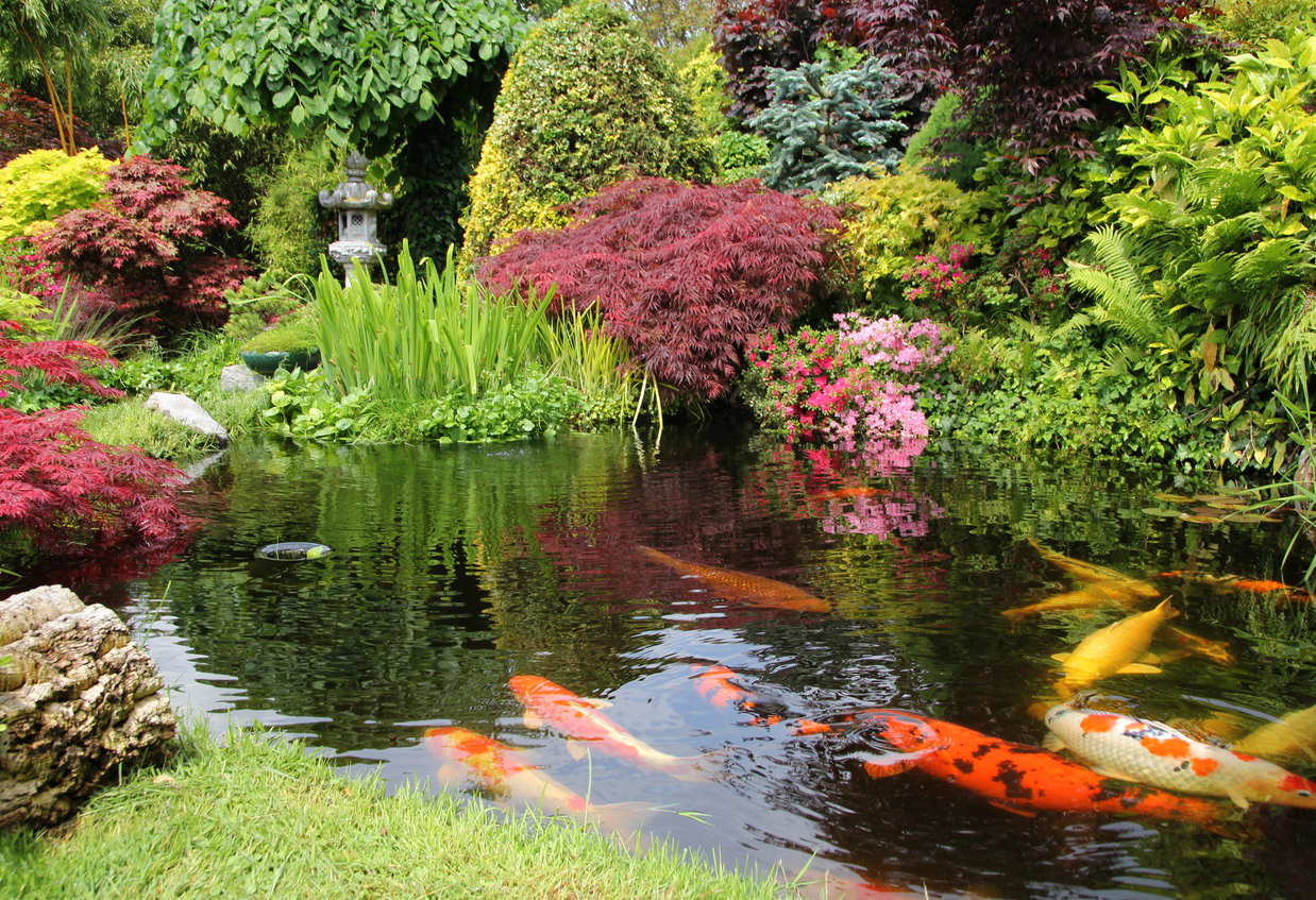 A koi pond in a garden