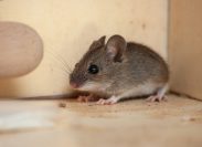 The No. 1 Sign There Are Mice in Your Home