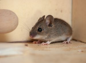 The No. 1 Sign There Are Mice in Your Home