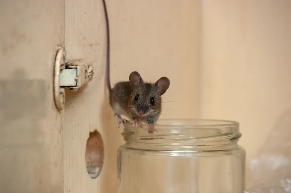 Un mic șoarece de casă stând pe marginea unui bol de sticlă într-un dulap