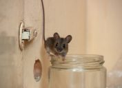 A small house mouse standing on the edge of a glass jar in a cabinet