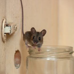 A small house mouse standing on the edge of a glass jar in a cabinet