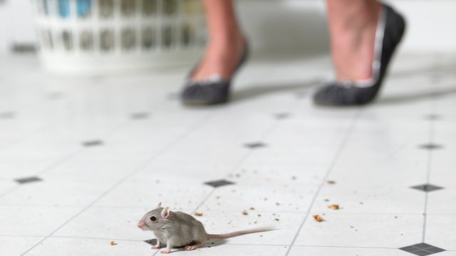 What to Do If You See a Mouse in Your Kitchen  