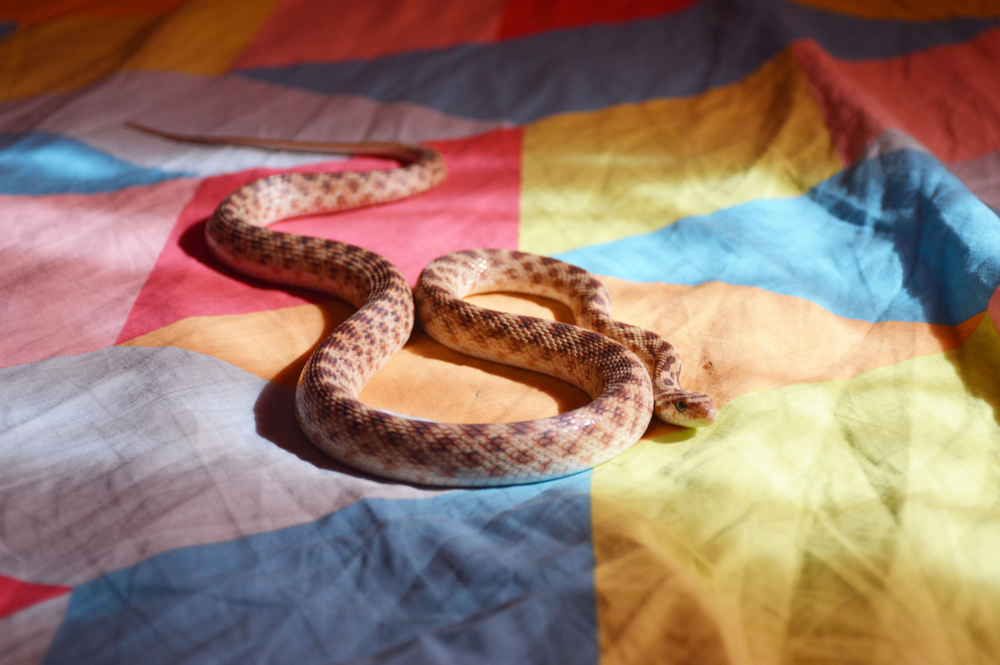 An orange snake resting on a bed comforter