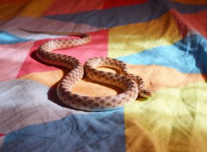 An orange snake resting on a bed comforter