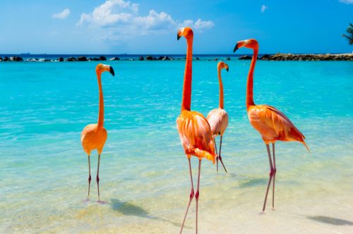 Flamingos auf Aruba
