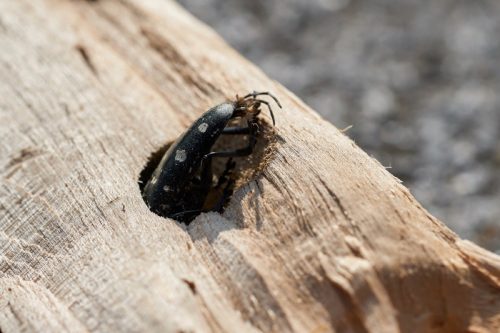 Gândacul asiatic cu coarne lungi care iese dintr-o gaură de copac