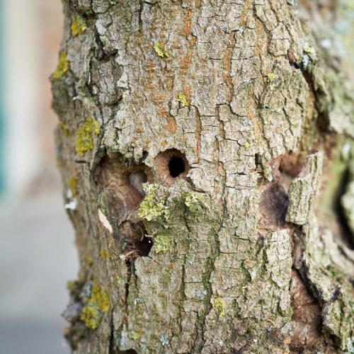 close up of tree trunk with holes from asian longhorned beetle