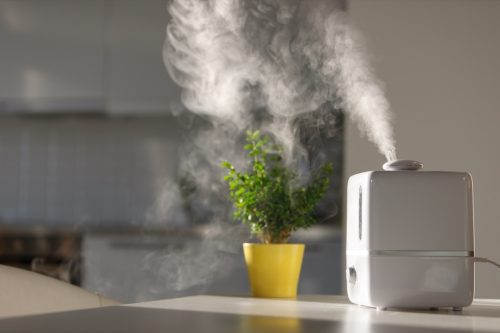 houseplant and humidifier