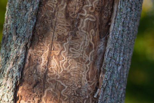 dead tree trunk with s marks from emerald ash borer