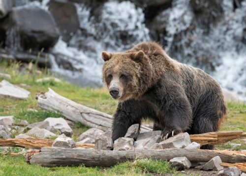 Grizzlybär im Yellowstone-Nationalpark
