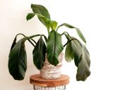 drooping houseplant