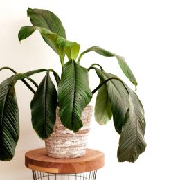 drooping houseplant